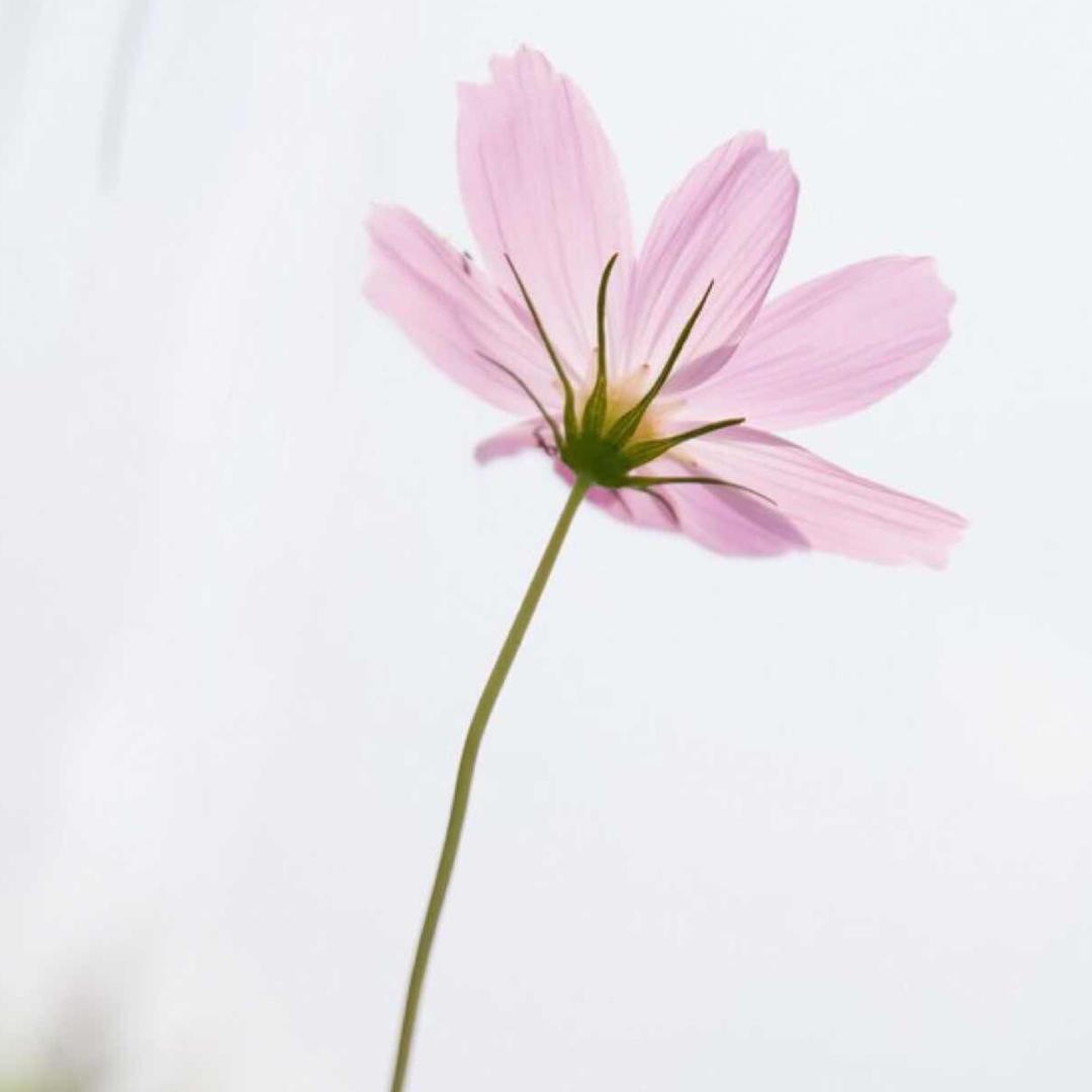 你是人间小仙女🧚