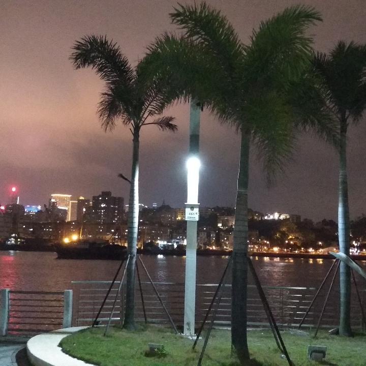 含羞草