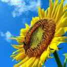 🔑金枝玉叶🌱