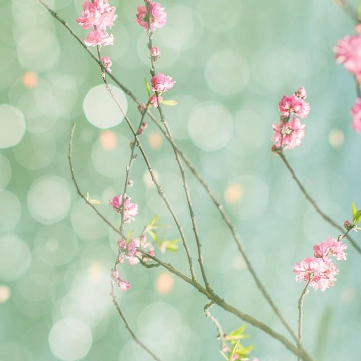 橘子果酱