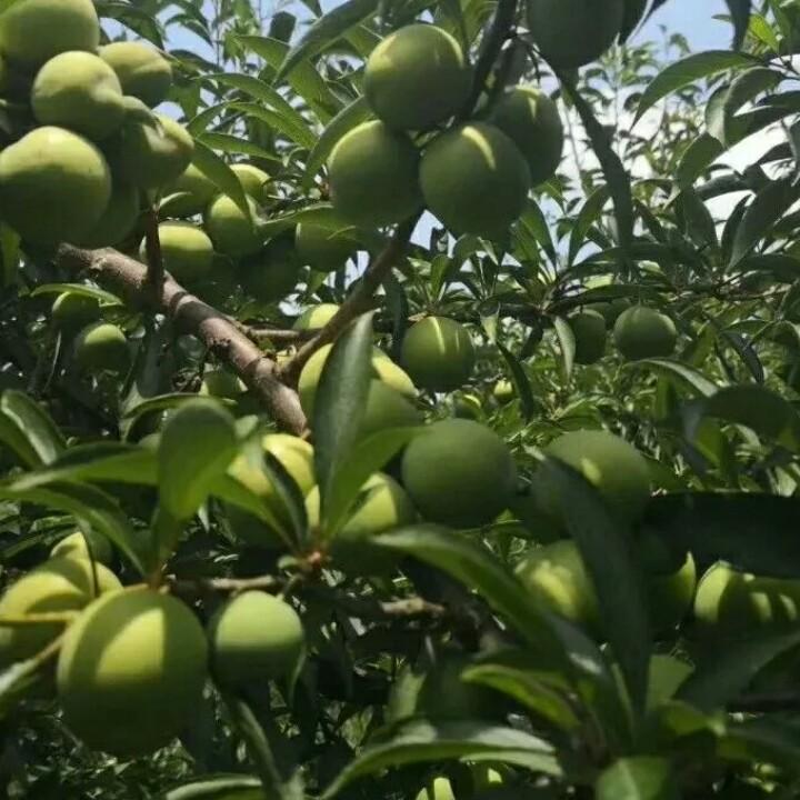 大琳