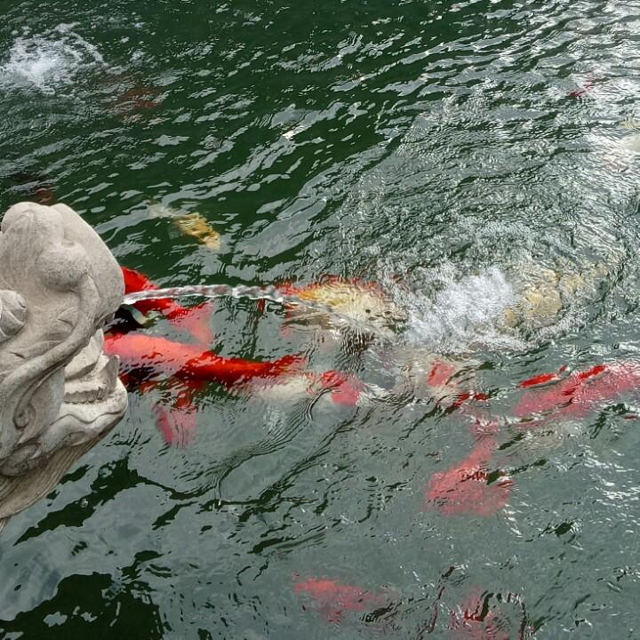 芳_
