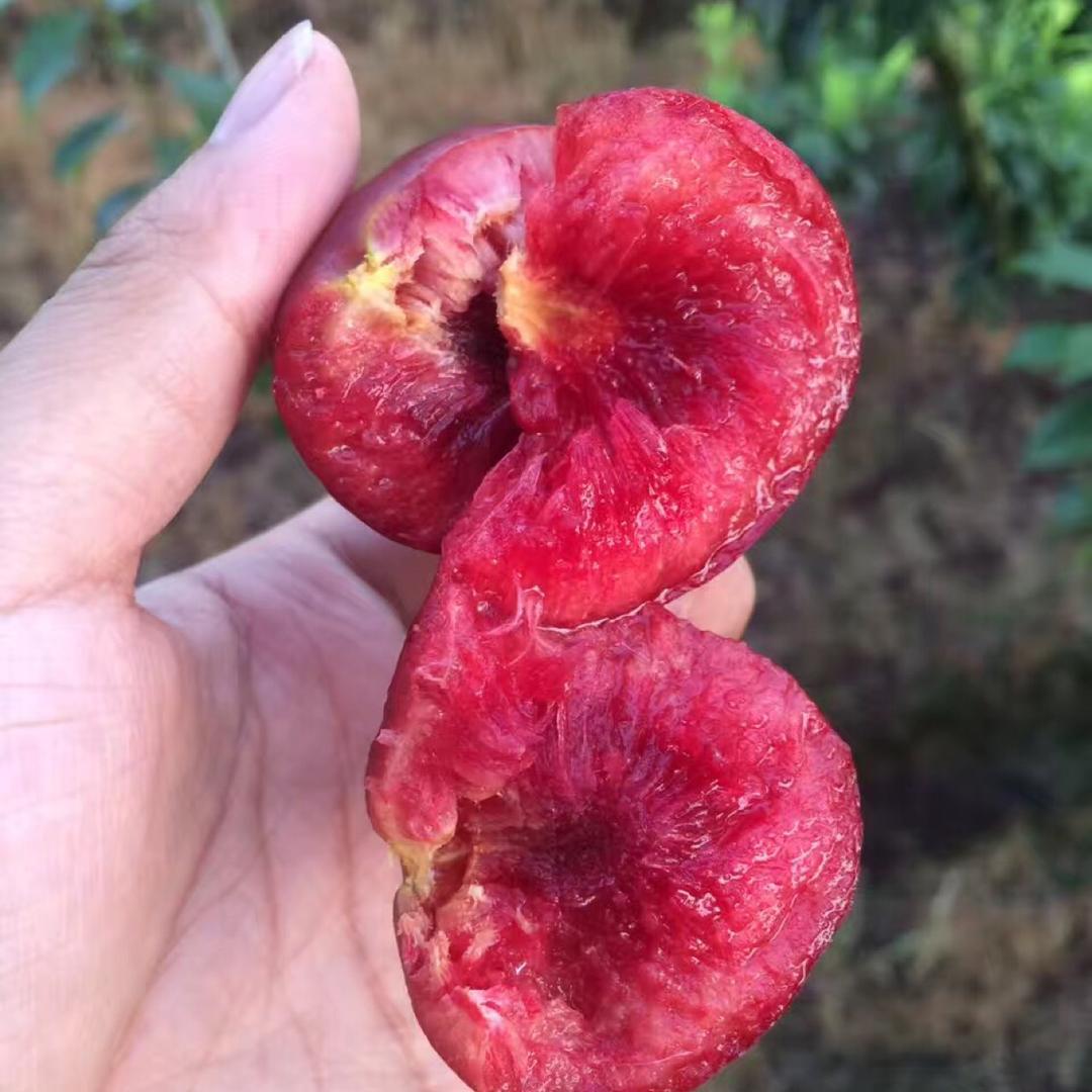 嵊州灵鹅桃形李种植园
