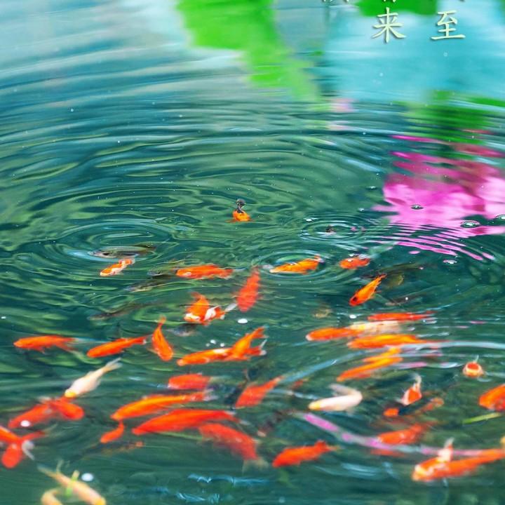 薛记炸货(南岛小镇E区店)官方号