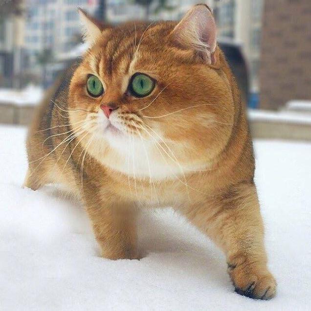 鱼鱼鱼🐟