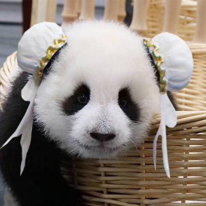 爱熊猫的宝宝