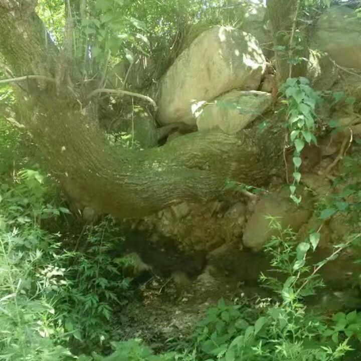 雨中漫步