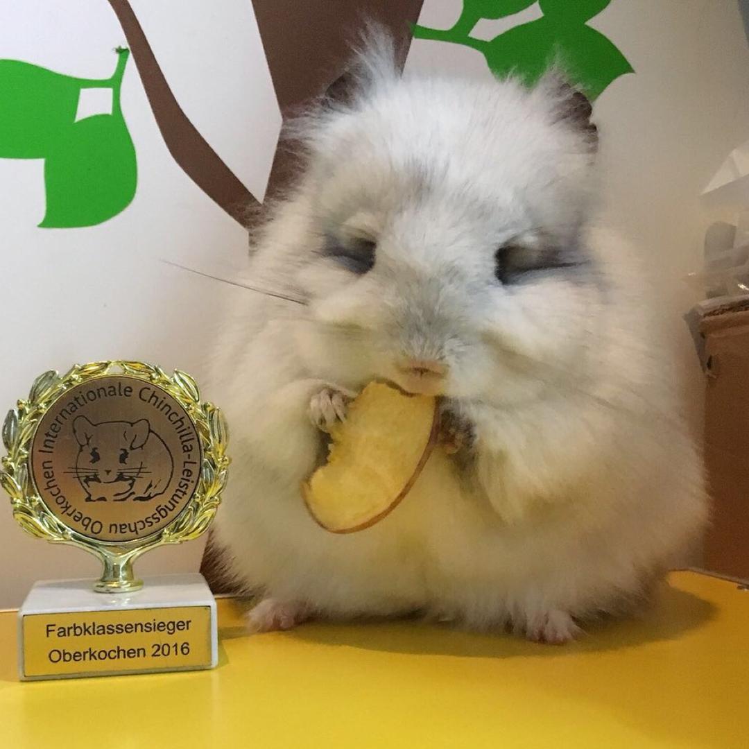 嘟嘟龙猫房