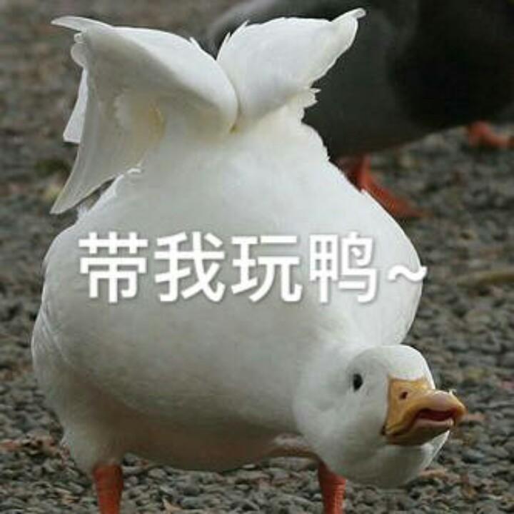 带我玩鸭~