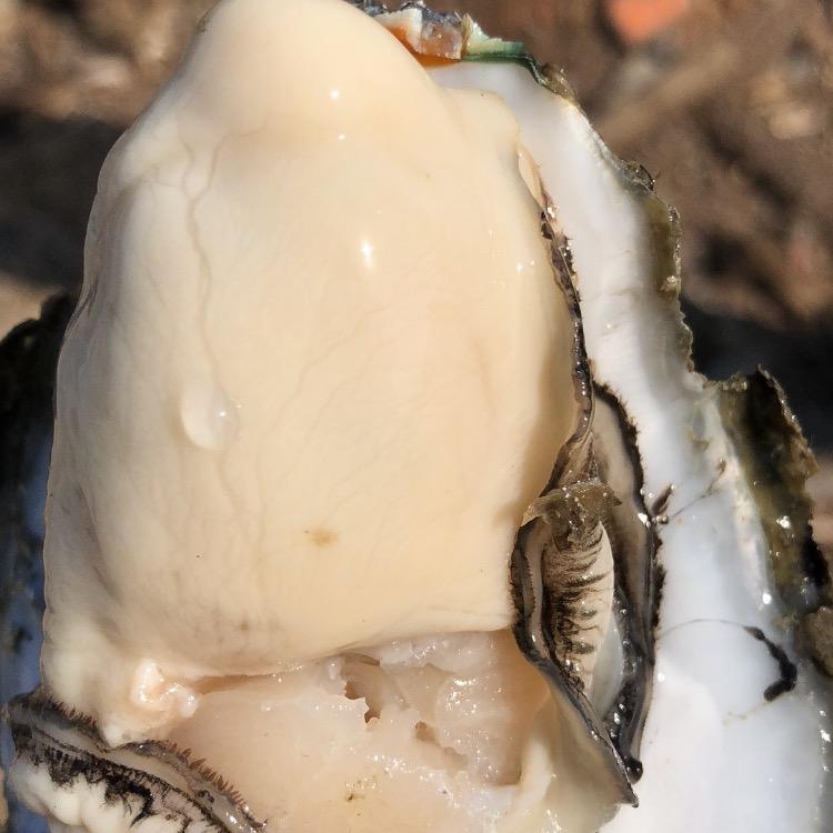 李华生蚝加工厂