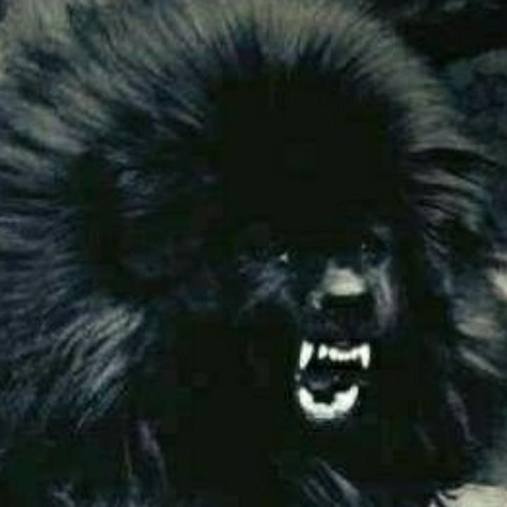 鬼獒