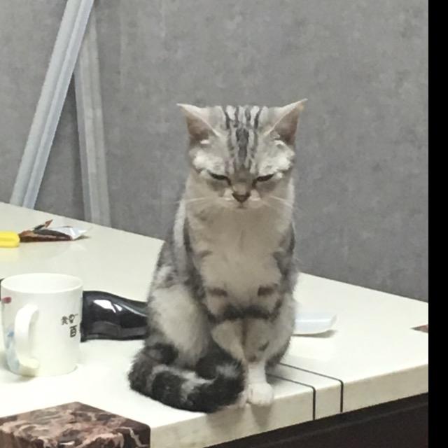 卡多的PTCG生活