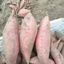 顺丰薯业专供烟薯25