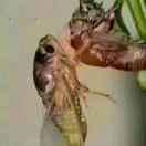 蒲川诚信胡蜂养殖