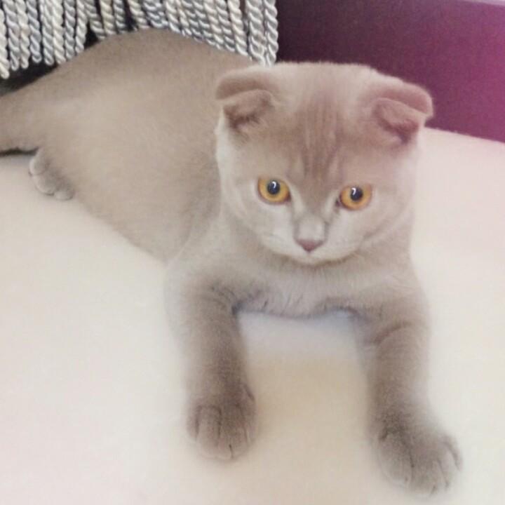 红叶