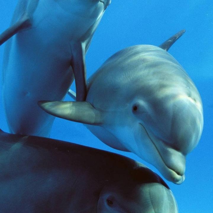 孺子牛
