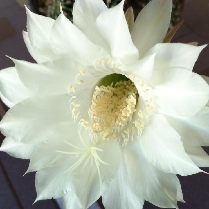 玲珑