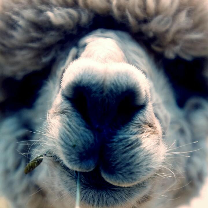 水果沙啦啦啦