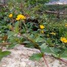 两岸花草芬芳。