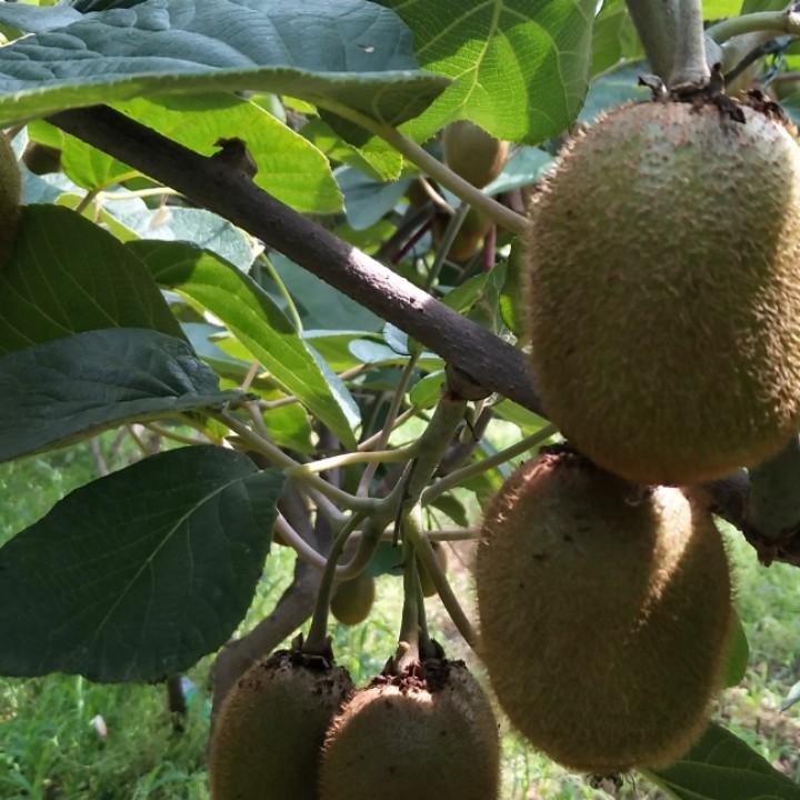 眉县徐香弥猴桃