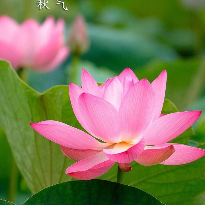 想得棋、乐