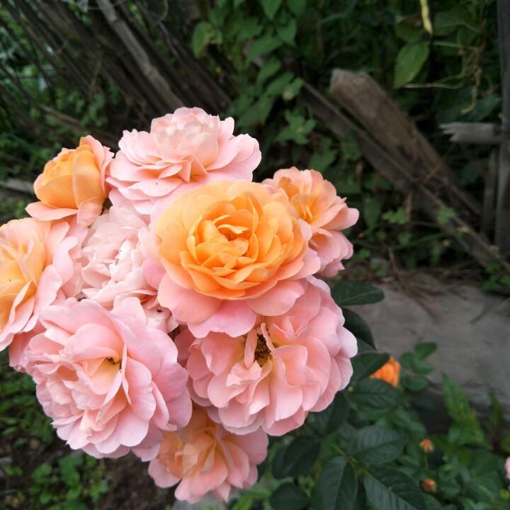 美丽心情