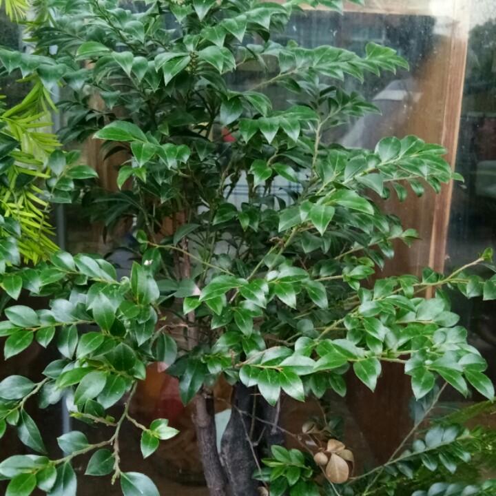 江边人