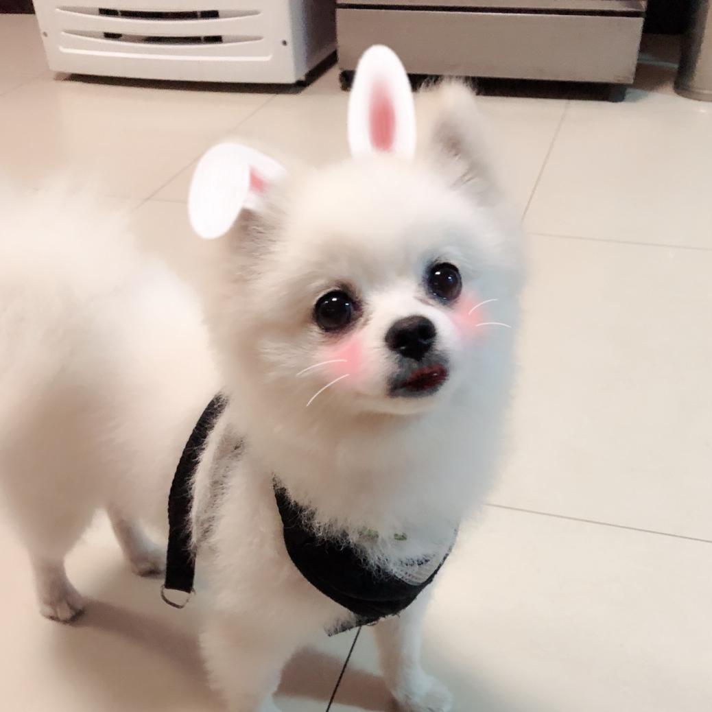 小妮子