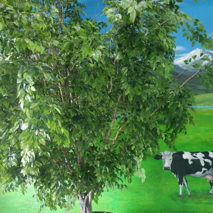 塞北小资
