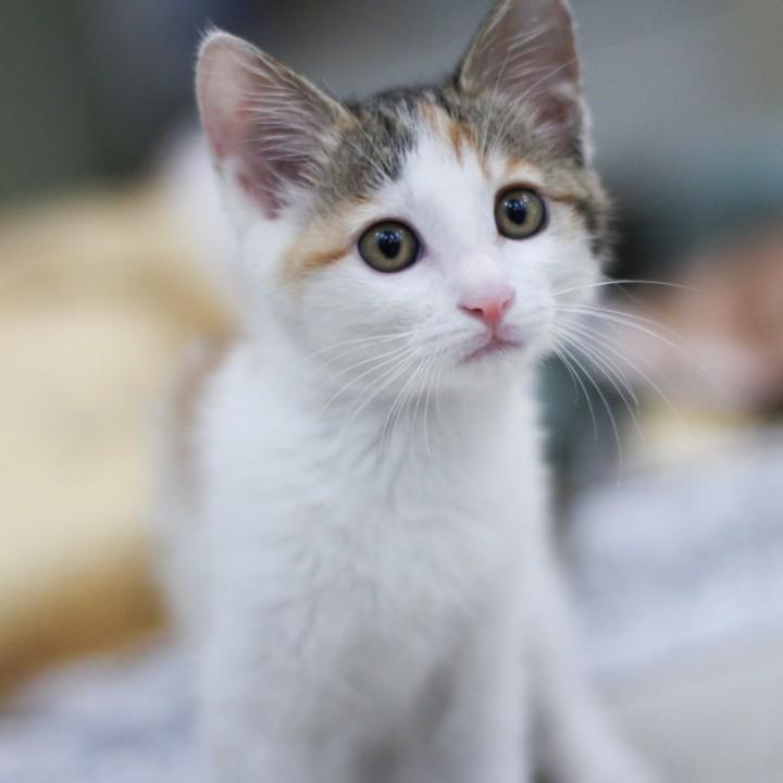皮皮猫