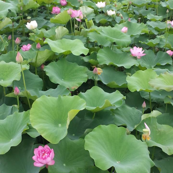 知足