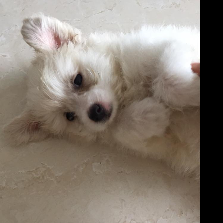 玉兰