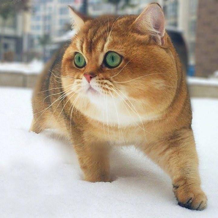 Barara