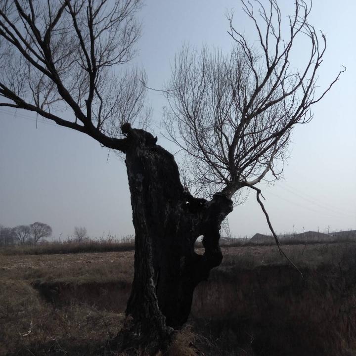 杰Brave heart