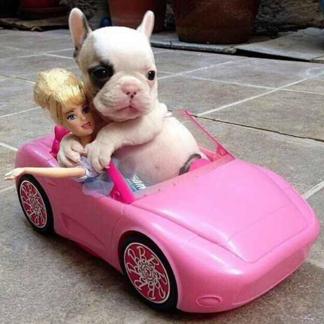 一只搞笑的猫。