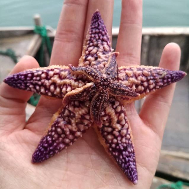 花脸猫
