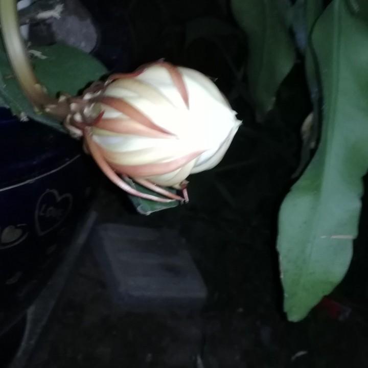 芬姐