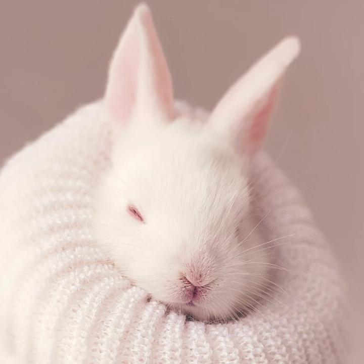 艳子