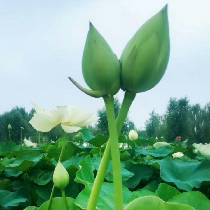 小鱼儿欢乐游