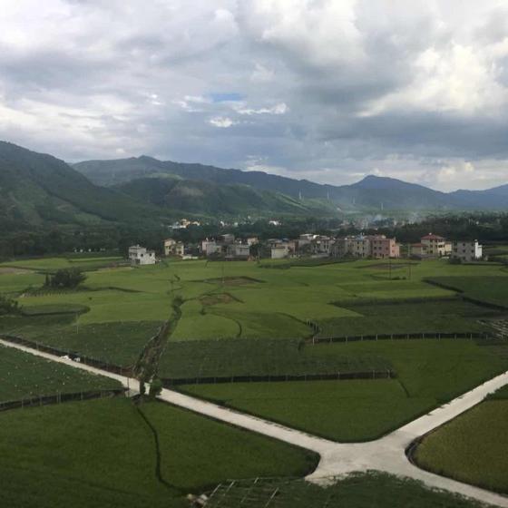 会飞的鱼