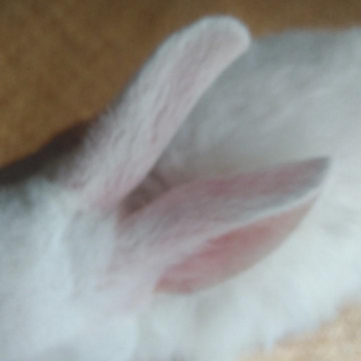 这条街最靓的康仔