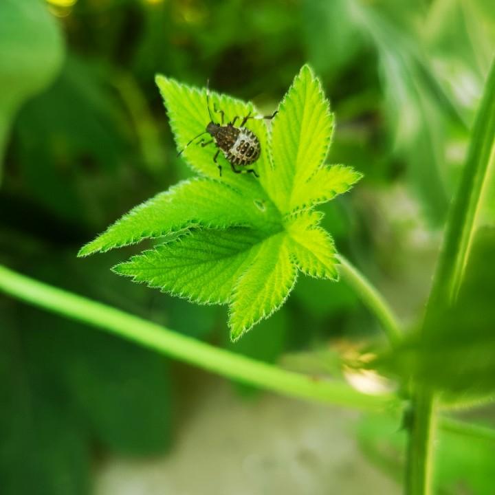 爬爬