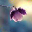 🐯🐯阳光下的🌈🌈