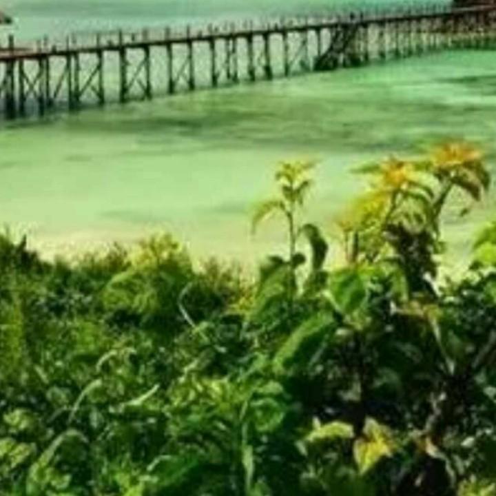 西北狼