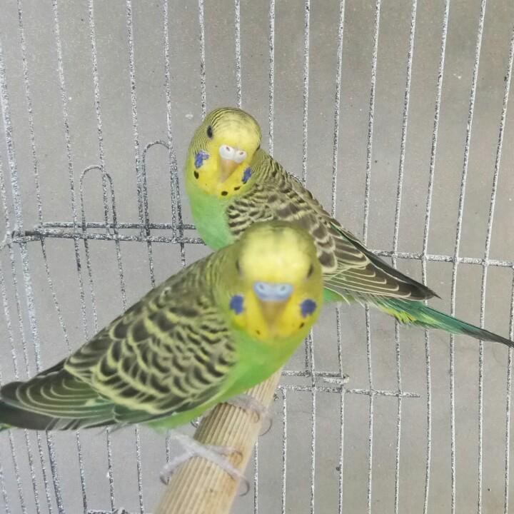 ৡ 不眠    ꦿ夜᭄࿐