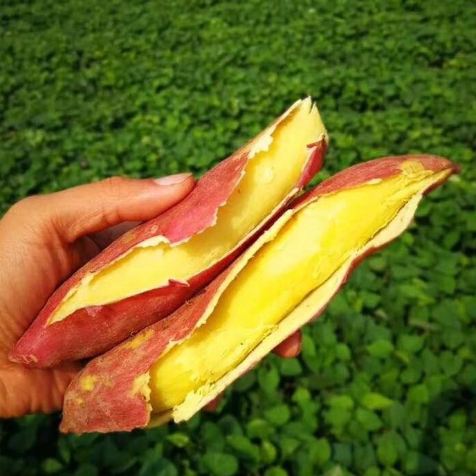 种红薯的一家人