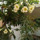 百合花.com