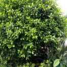 黄莺凤竹羊鱼鲜