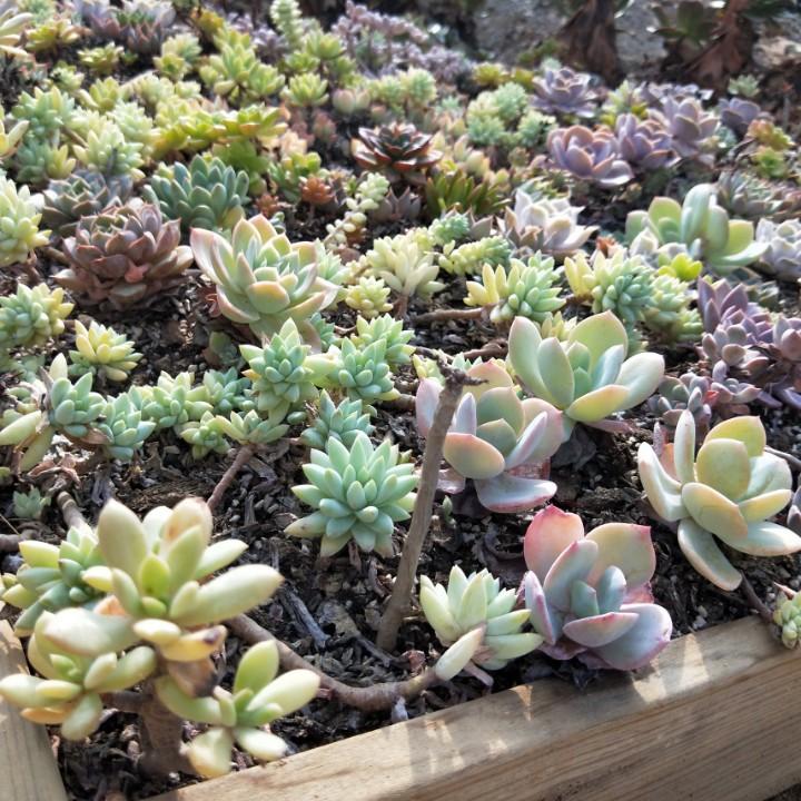 永盛多肉植物种植基地