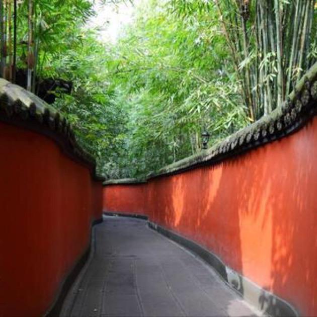 纤羽鸟